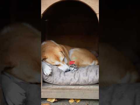 Hamster Pranks Sleeping Dog with a LIVE Firecracker! 🤯🧨