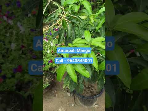 #gardenplants #garden #amarpalimango #nursery #flowers #plants