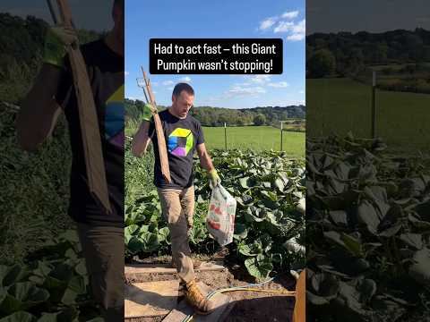 When Your Giant Pumpkin Outgrows a 4x6 Platform…