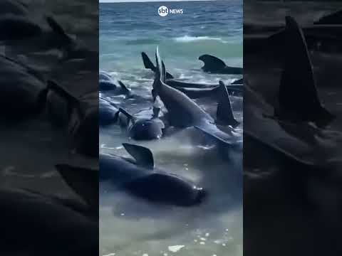 Cerca de 140 baleias encalham em praia na Austrália