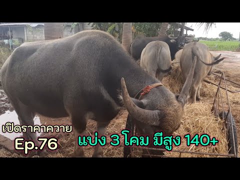เปิดราคาควาย-Ep.76-แบ่ง-3-โคม- เปิดราคาควาย-Ep.76-แบ่ง-3-โคม-