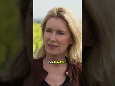 Das Ende der Insekten? Maria Furtwängler auf Spurensuche #doku #ard #insektenschutz