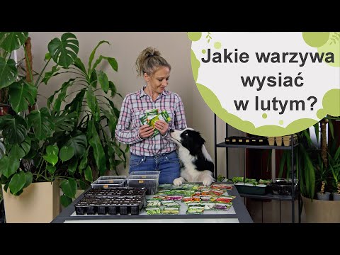Jakie warzywa siejemy w lutym? Czas przygotować lutowe rozsady warzyw.