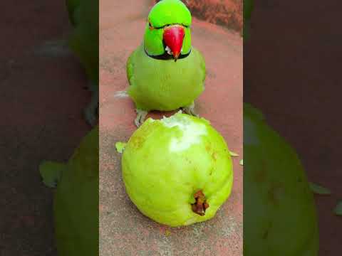 beautiful ❤️ parrot eating fruit 🍑 #funny #petbird #talkingparot #nonstoptalkingparrot #eatingfruit