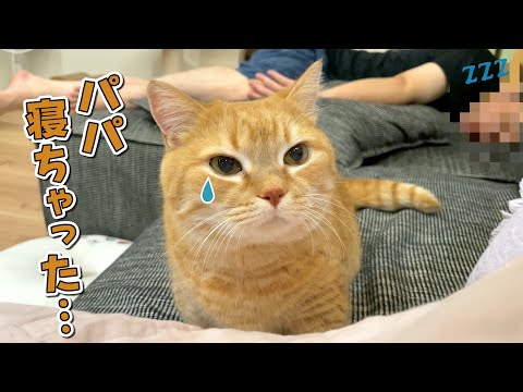 ３日ぶりに帰ってきたパパが寝ちゃって寂しい猫が可愛すぎる！