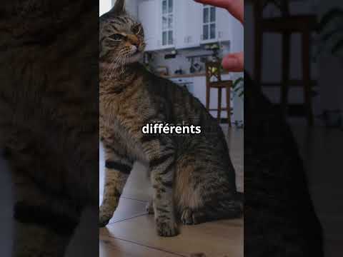 5 faits incroyables sur les chats 🐱 2025 06 05