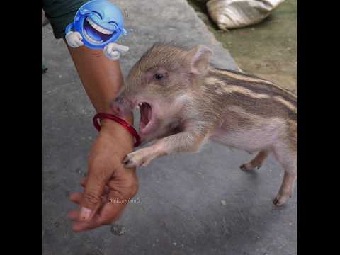 Naughty Baby Hog Says To Milk,Yes to Fun 🤣🐗 #babyhog #funny #compliation