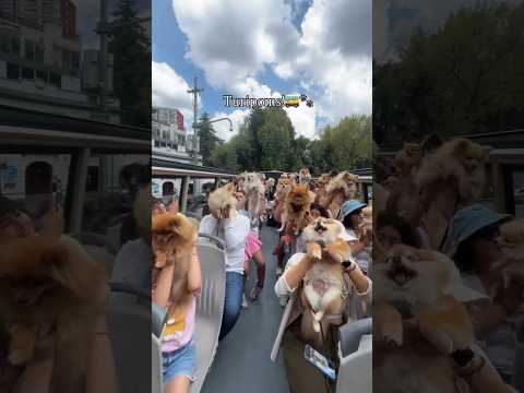 Pomerania en familia