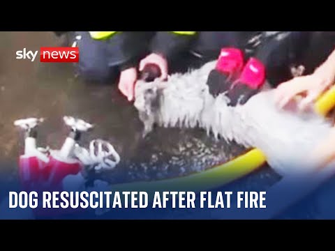Ukraine: Dog given life-saving treatment after being saved from a flat in Rivne