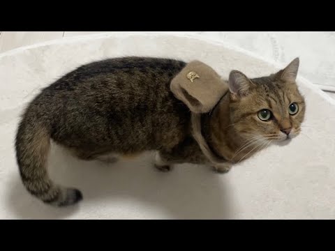 猫の動画サムネイル - ブラッシングで取った毛100％で猫用リュックを作ったら可愛すぎた