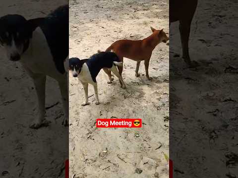 Dog Meeting Time😎 #dog #doglove #dogshorts #pets #funnydogs