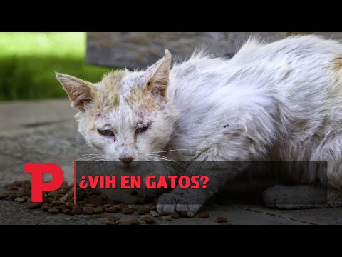 ¿VIH en gatos? | 01.12.23 | Telepacífico Noticias