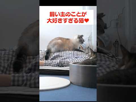 朝、飼い主にベッタリな甘えん坊猫がかわいすぎる