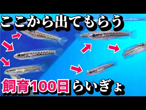 ライギョの赤ちゃん育てて100日経過【生き餌で育ったライギョとの差】