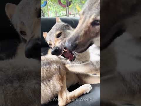 Male Wolf Always Stays Close to His <strong>Mate</strong> 🐺❤️ | A Beautiful Wolf Bond #Shorts