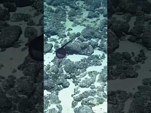 كائن مخيف يعيش في أعماق المحيطات.. كيف يرزقه الله..؟!...