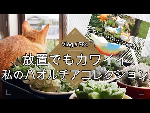 【Vlog784】【多肉植物】生きる宝石💎放置でもカワイイ私のハオルチアコレクション【オブツーサ丼仕立て直し】