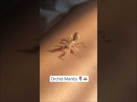 Meet my orchid mantis 🌿🌷 #orchidmantis #pet #mantis #prayingmantis #ytshorts #shorts