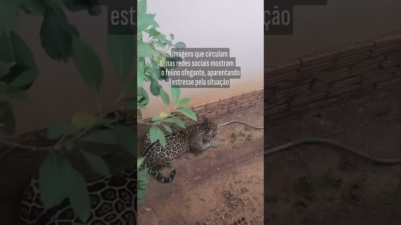 Onça pintada invade residência e assusta moradores de Porto Velho Rondônia veja vídeo