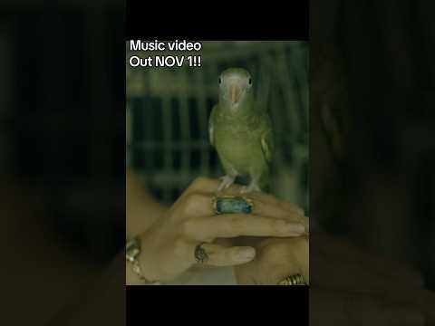 Save the date 💜 🌧️ #musicvideo #autumn #rain #piano #bird