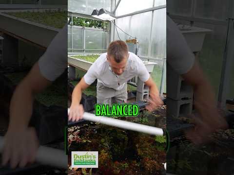 FAVORITE BASIN! It is BALANCED  #aquarium #aquascape #fishtank