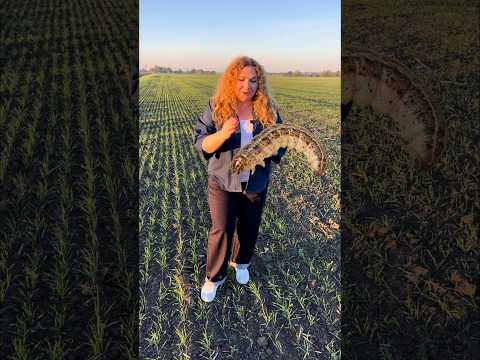 Чому фосфороргічні інсектициди могли не спрацювати?
