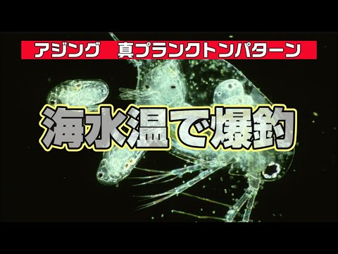 【アジング】真プランクトンパターン「これが現実」