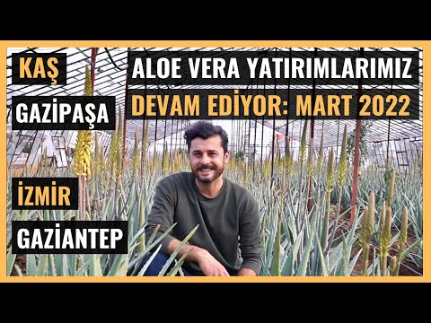 Aloe Vera Yatırımlarımız Devam Ediyor | Kaş, Gazipaşa, İzmir, Gaziantep (Aloe Vera Üretimi)