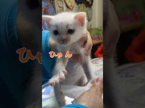 あんなに小さかった子猫がこんなに大きくなるなんて…