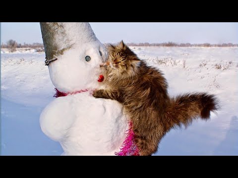 CATS FROM HELL Funny CAT compilation