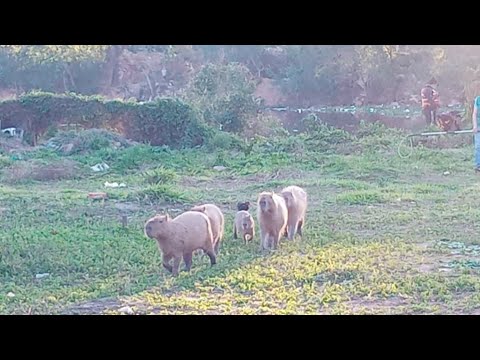 Difícil rescate de los capibaras en el “curichi” San Joaquín