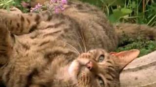 بالفيديو… ماذا يفعل الأفيون في القطط!