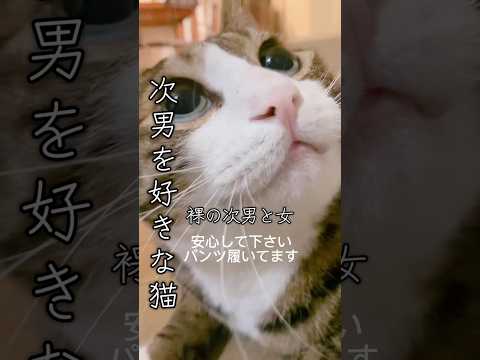 次男の前で乙女になる猫のかわいさに癒されよう サムネイル