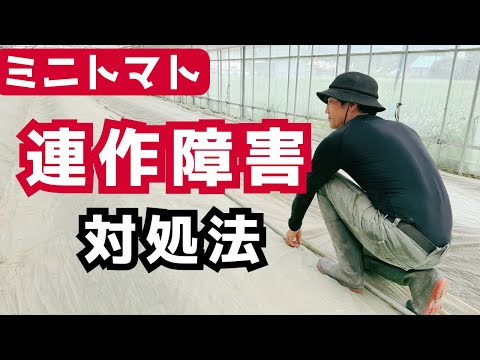 【ミニトマト連作障害対処法】太陽熱消毒のやり方