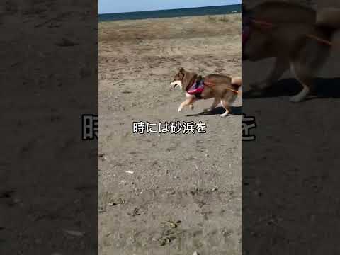 9年間走り続けた柴犬は… #柴犬のいる暮らし サムネイル