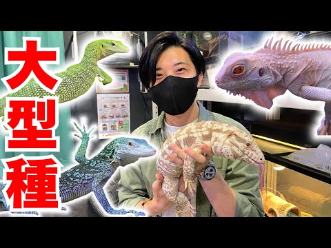 【大人気】いつかは飼育したい憧れの『大型爬虫類』を一挙紹介！