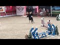 Show jumping horse 7 jarige merrie