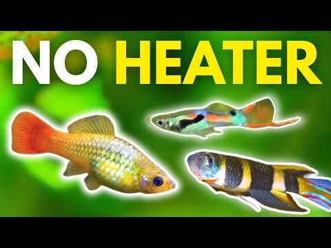 12 BEST Coldwater Fish That Don’t Need a Heater! Aquarium fish without a heater_ In this video, I give you my top 12 coldwater fish that can live in 