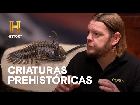 COLECCIÓN DE FÓSILES - EL PRECIO DE LA HISTORIA EN LA CARRETERA