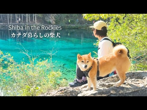 朝イチの透明度が半端ない山上湖を目指す贅沢な休日散歩  [4K]