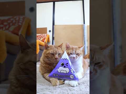 猫の動画サムネイル - 岩手さんのミミ ごま　250725　#のせ猫　 #cat #ねこ #ネコ　 #cute　 #猫のいる暮らし　 #猫のいる生活　 #kitten #cutecat