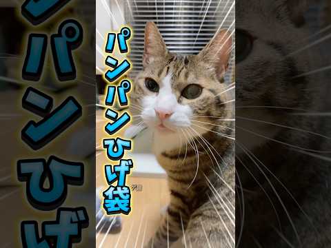猫の動画サムネイル - 鳴かない猫は表情豊か#cats #shorts #球太