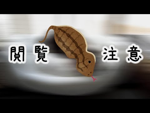 幻の生物【ツチネコ】をご覧下さい