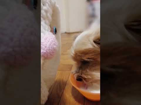 Honey X Bunny - Is that carrot?