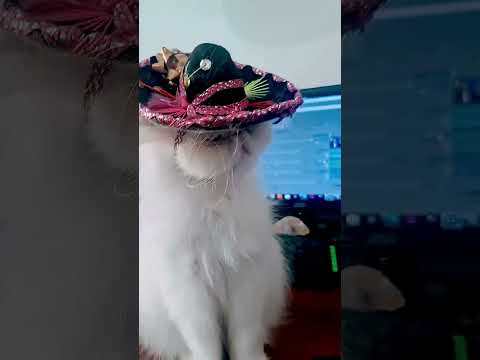 Inscreva-se e deixe o gato feliz 😻☺️