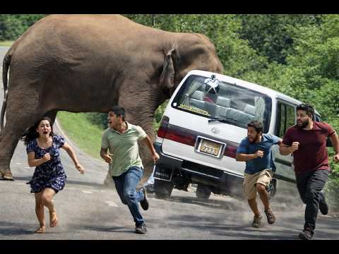🐘 Close Encounter on the Forest Road – Wild Elephant Stops a Van