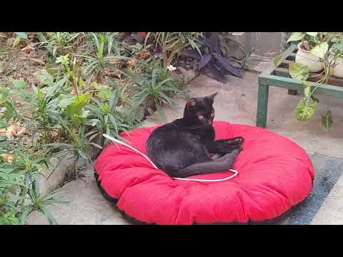 Cat 🐈😺😺🐈😺😺💓💓💗😊😍🤩