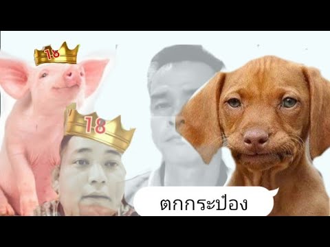 🔴มีคนกลัวเป็นหมาหัวเน่าบอสบาร