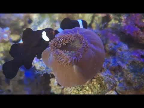 clowning around #aquaculture #aquarium #aquarist #aquariumsmaintainedbyandy #fish #fishtank