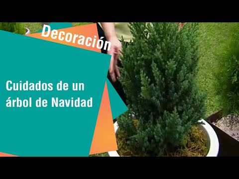 Cuidados de un árbol de Navidad natural | Decoración